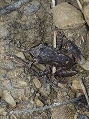 Leptodactylus melanonotus