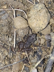 Leptodactylus melanonotus