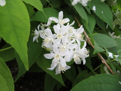 Deutzia gracilis