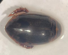 Thermonectus nigrofasciatus nigrofasciatus