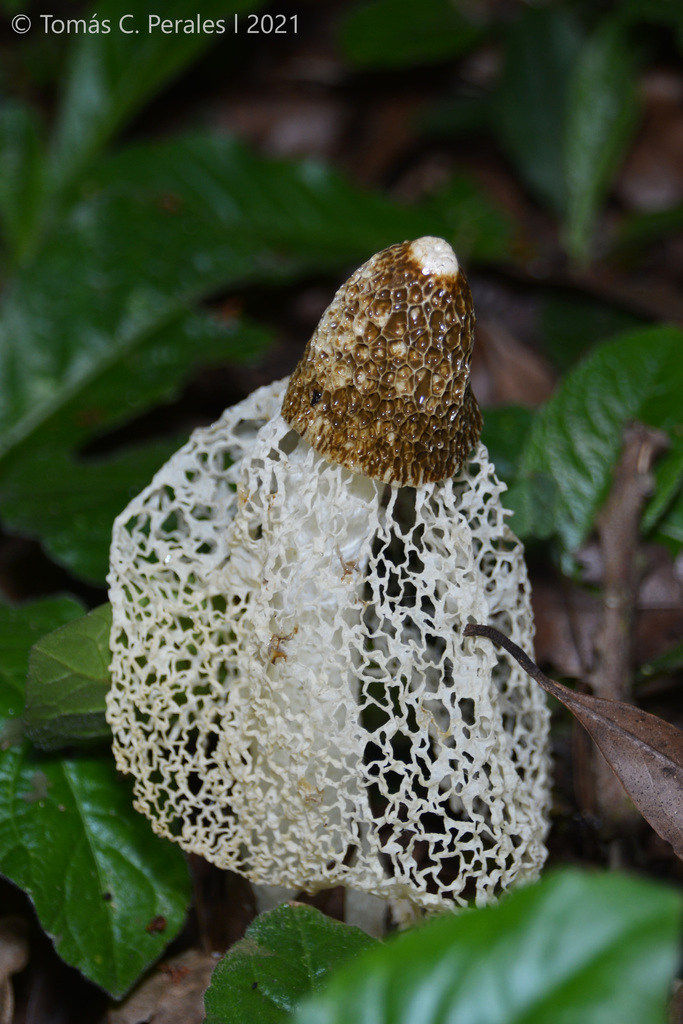 Phallus indusiatus · October 2021 · photo: © tomascarper (iNaturalist, cc-by)