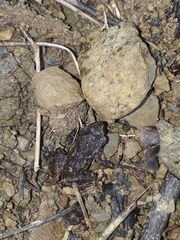 Leptodactylus melanonotus