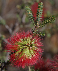 Melaleuca orbifolia
