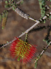 Melaleuca orbifolia