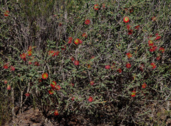 Melaleuca orbifolia