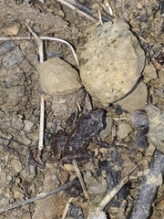 Leptodactylus melanonotus