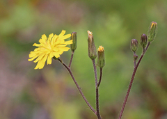 Hieracium megacephalon