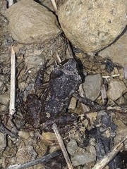 Leptodactylus melanonotus