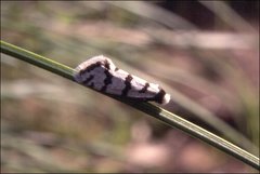 Lepidoscia cataphracta