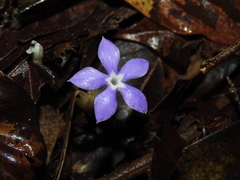 Voyria caerulea