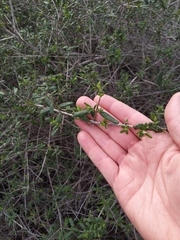 Lonicera subspicata subspicata