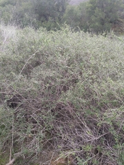 Lonicera subspicata subspicata