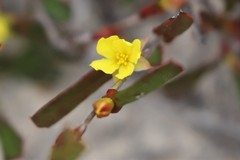 Hibbertia subvaginata