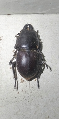 Apterodorcus bacchus