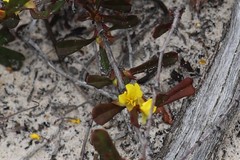 Hibbertia subvaginata