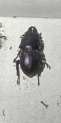 Apterodorcus bacchus