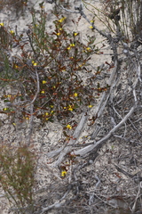 Hibbertia subvaginata