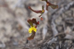 Hibbertia subvaginata