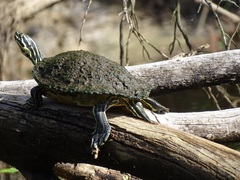 Pseudemys peninsularis