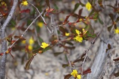Hibbertia subvaginata