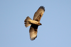 Parabuteo unicinctus unicinctus