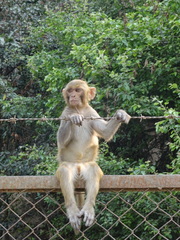 Macaca mulatta