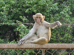 Macaca mulatta