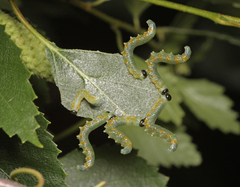 Pristiphora testacea