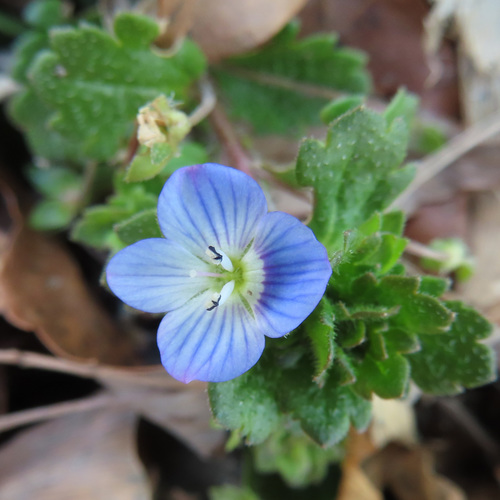 Veronica persica