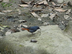 Phoenicurus fuliginosus