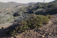 Arctostaphylos catalinae