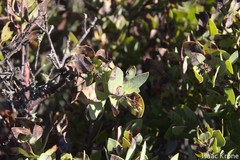 Arctostaphylos catalinae