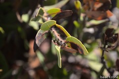 Arctostaphylos catalinae