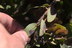 Arctostaphylos catalinae