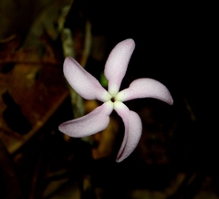 Voyria rosea