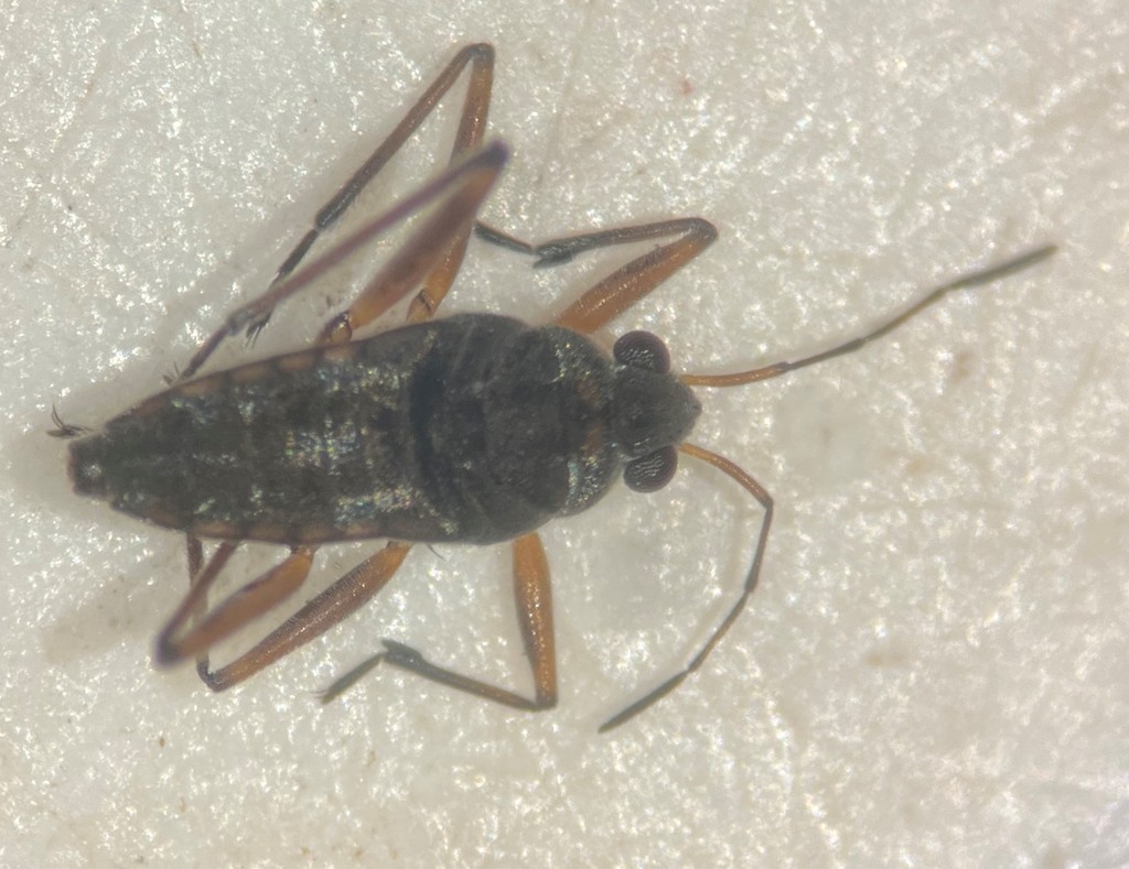 Microvelia beameri