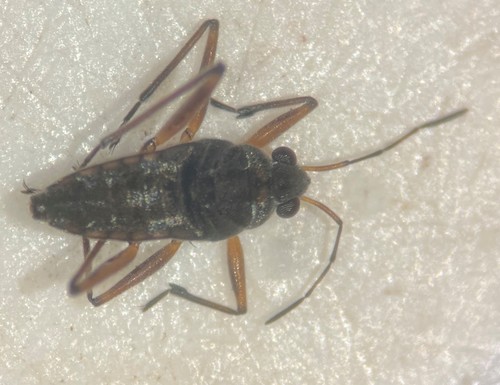Microvelia beameri