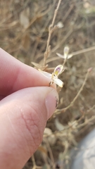 Carlowrightia arizonica