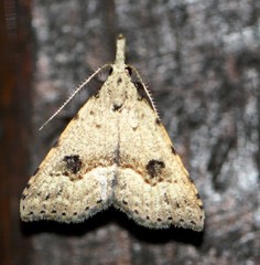 Trigonistis asthenopa