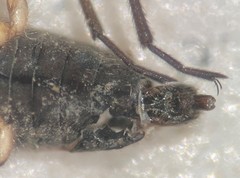 Microvelia beameri