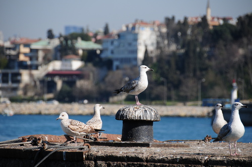 Larus cachinnans