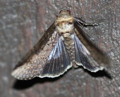 Lophoptera vittigera
