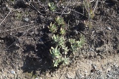 Dudleya virens