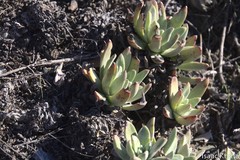 Dudleya virens