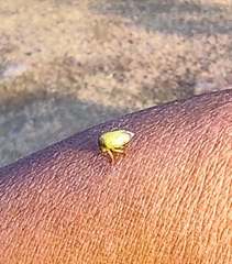 Membracidae