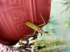 Stagmatoptera biocellata