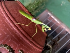 Stagmatoptera biocellata