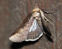 Lophoptera vittigera