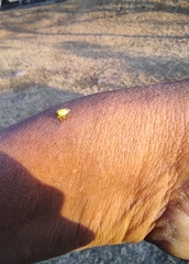 Membracidae