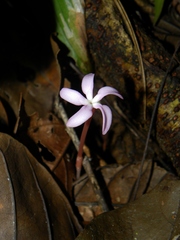 Voyria rosea